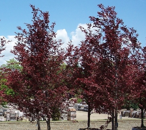 buk purpurea tricolor - trójkolorowe drzewo ozdobne